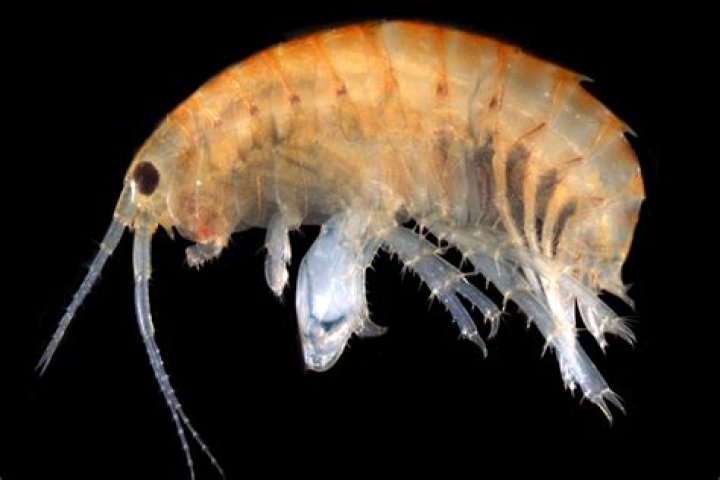 Are amphipods harmful?