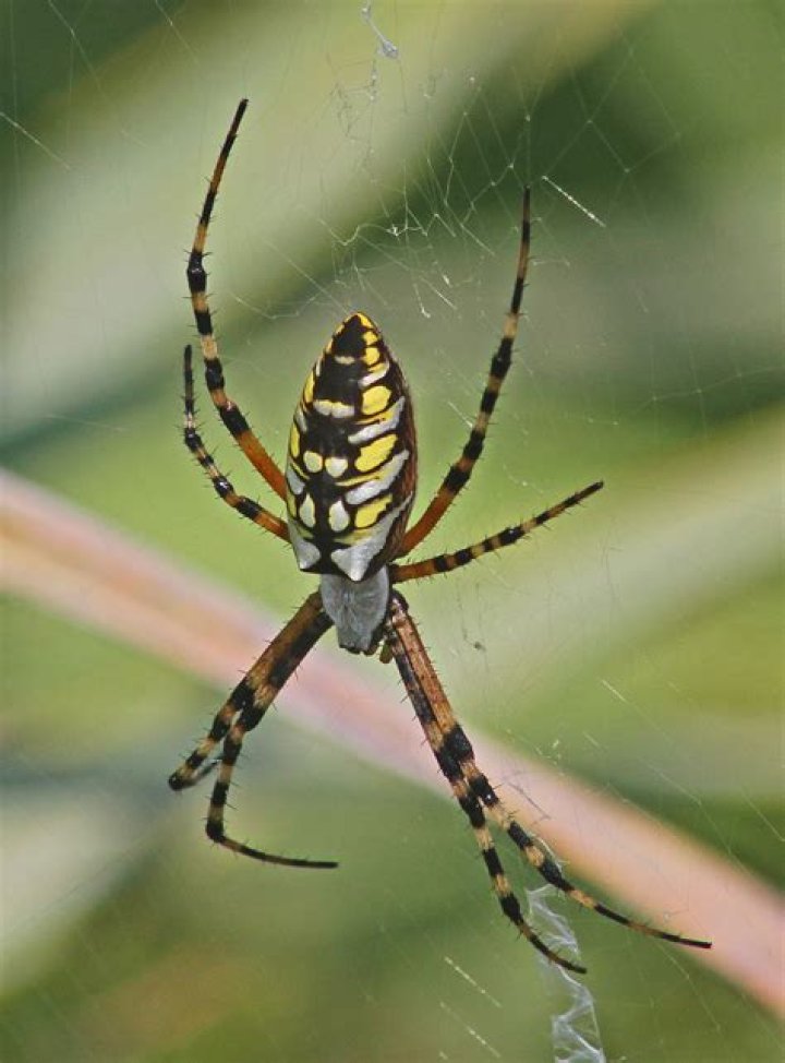 Are black and yellow garden spiders poisonous to humans?