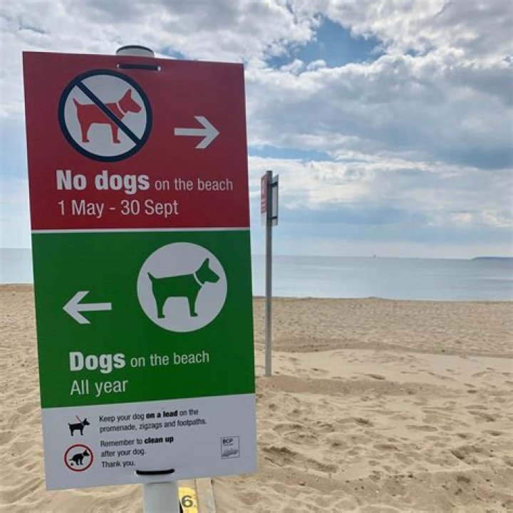 Are dogs allowed at Faria Beach?