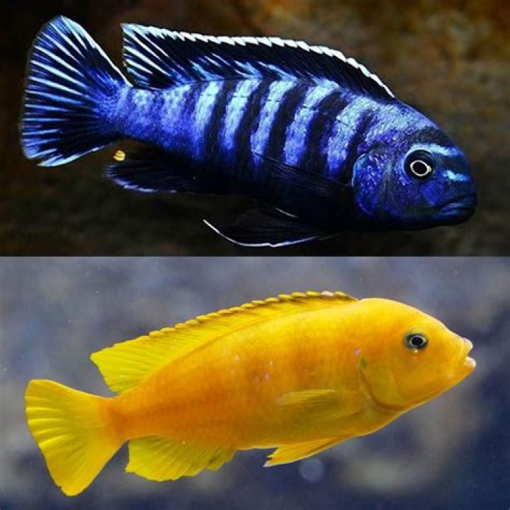 Are Eartheater cichlids aggressive?