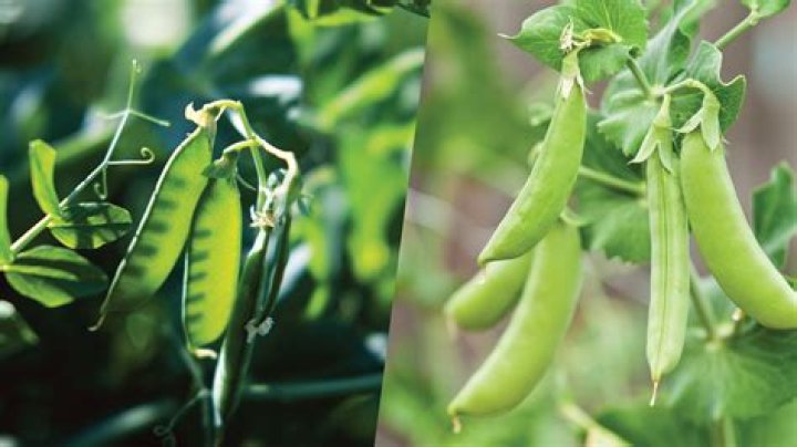 Are field peas and snap peas the same thing?