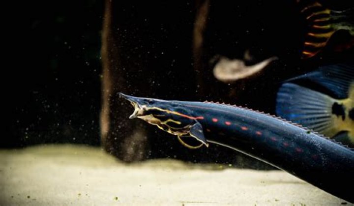 Are fire eels aggressive?