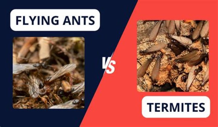 Are flying ants as bad as termites?