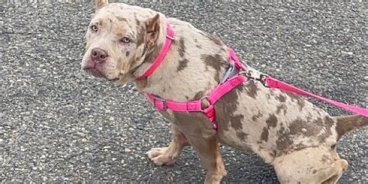 Are merle pitbulls rare?