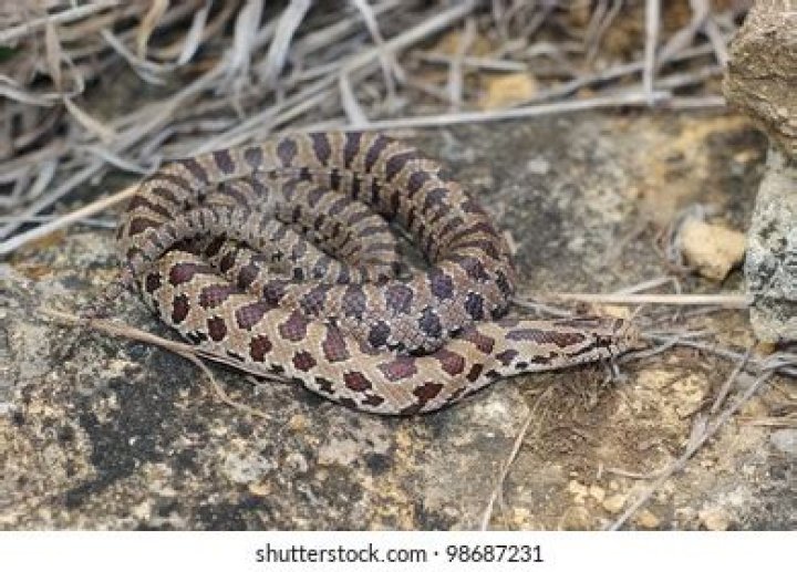 Are prairie king snakes venomous?