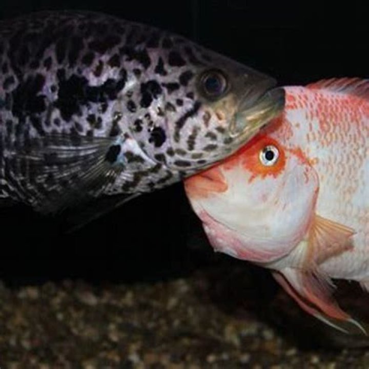 Are Red Devil fish aggressive?