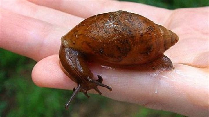 Are rosy wolf snails invasive?