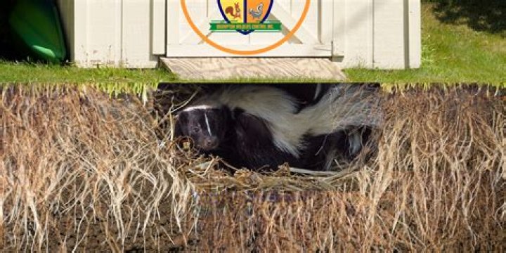 Are skunks true hibernators?