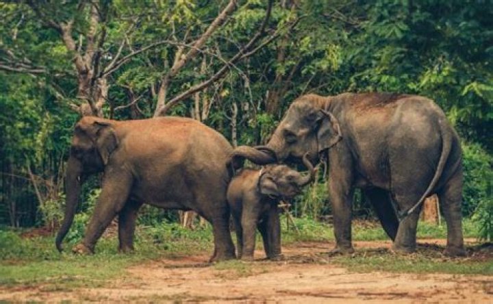 Are there any real elephant sanctuaries in Thailand?
