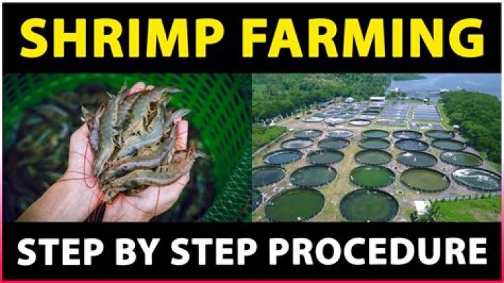 Are there any shrimp farms in the United States?