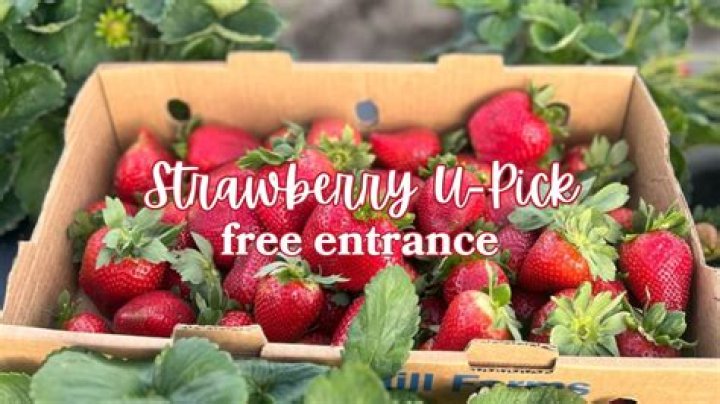 Are there any Strawberry U-Pick farms in Florida?