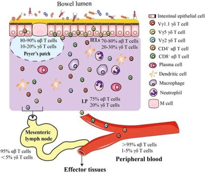 Are there dendritic cells in the liver?
