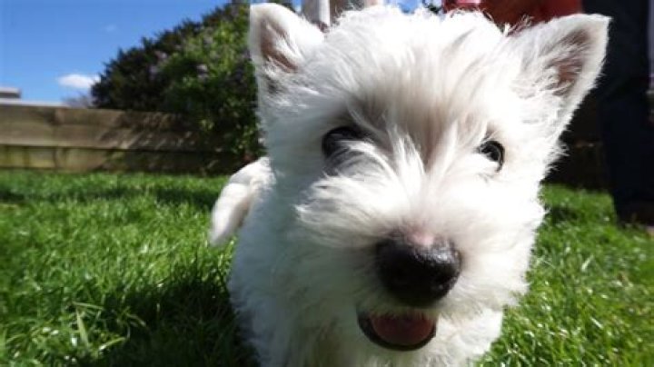 Are Westies cute?