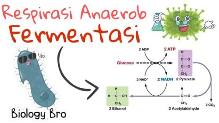 Bagaimana proses respirasi aerob?