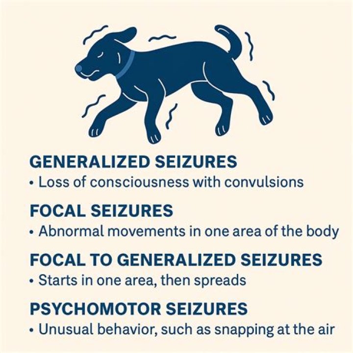 Can a head injury cause seizures in dogs?