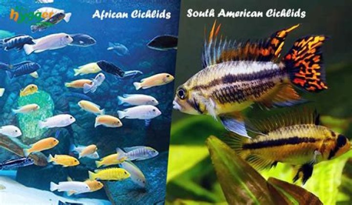 Can African cichlids live with sand?