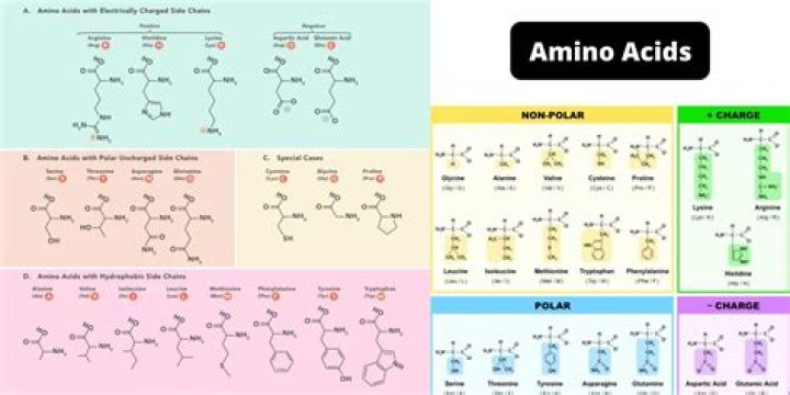 Can Amino be used on PC?