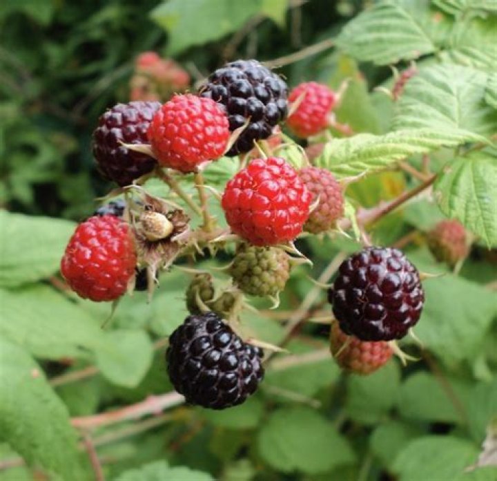 Can black raspberries be planted by red raspberries?