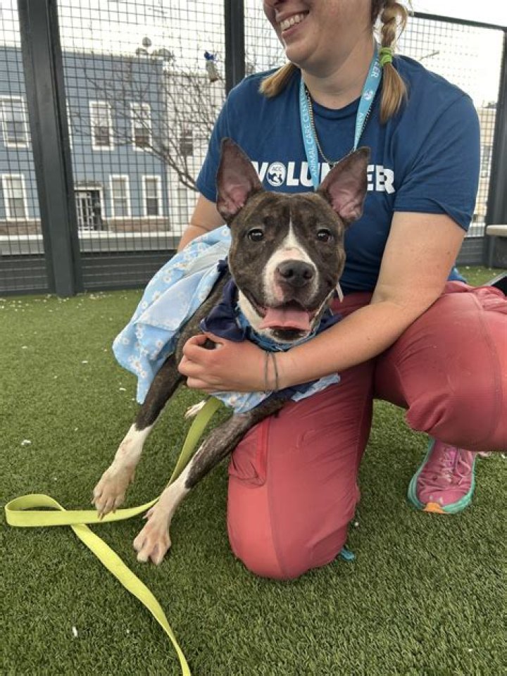 Can cats have dog personality?