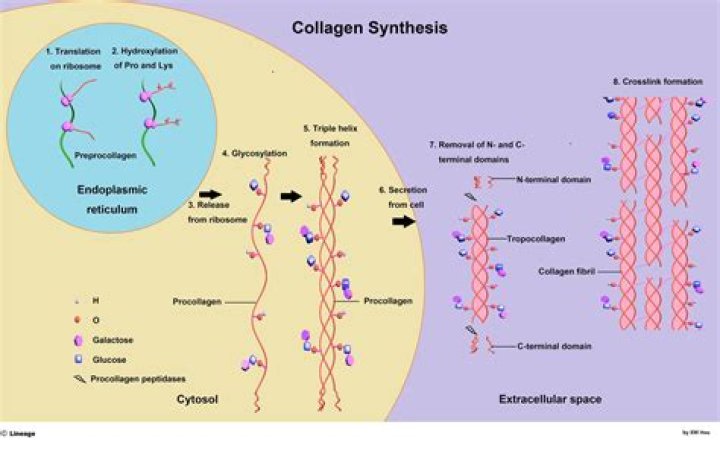 Can collagen be given IV?