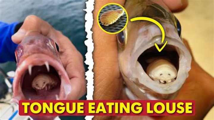 Can humans get tongue eating louse?
