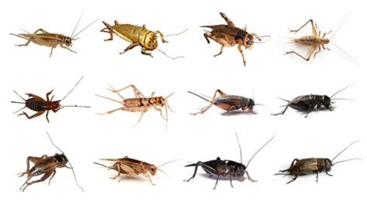 Can I order live crickets during winter months?