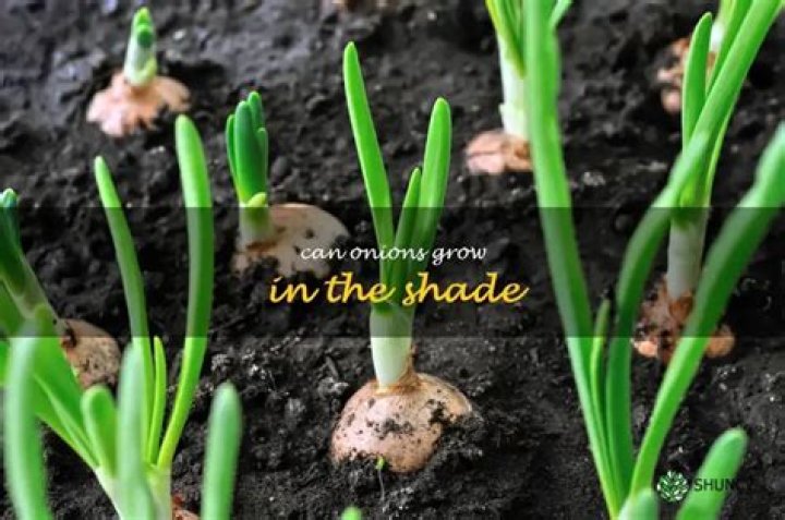 Can onions grow in the shade?
