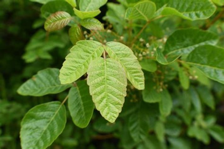 Can poison oak have 5 leaves?