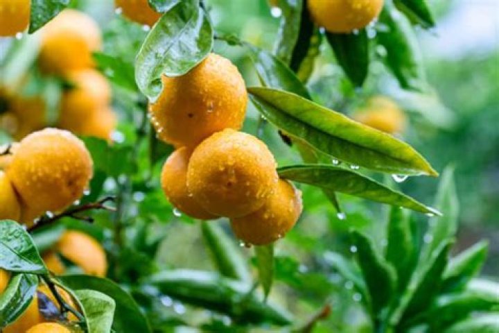Can satsumas be canned?