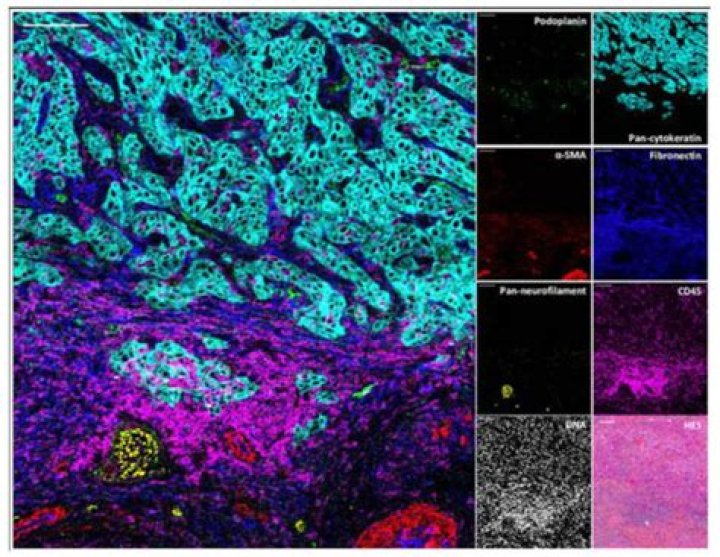 Can you do immunofluorescence on paraffin-embedded sections?