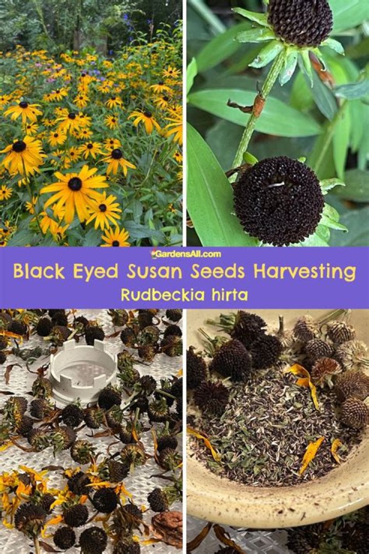 Can you grow Rudbeckia from seed?