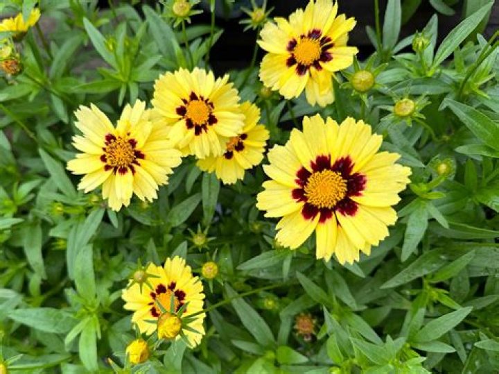 Can you grow tickseed from seed?
