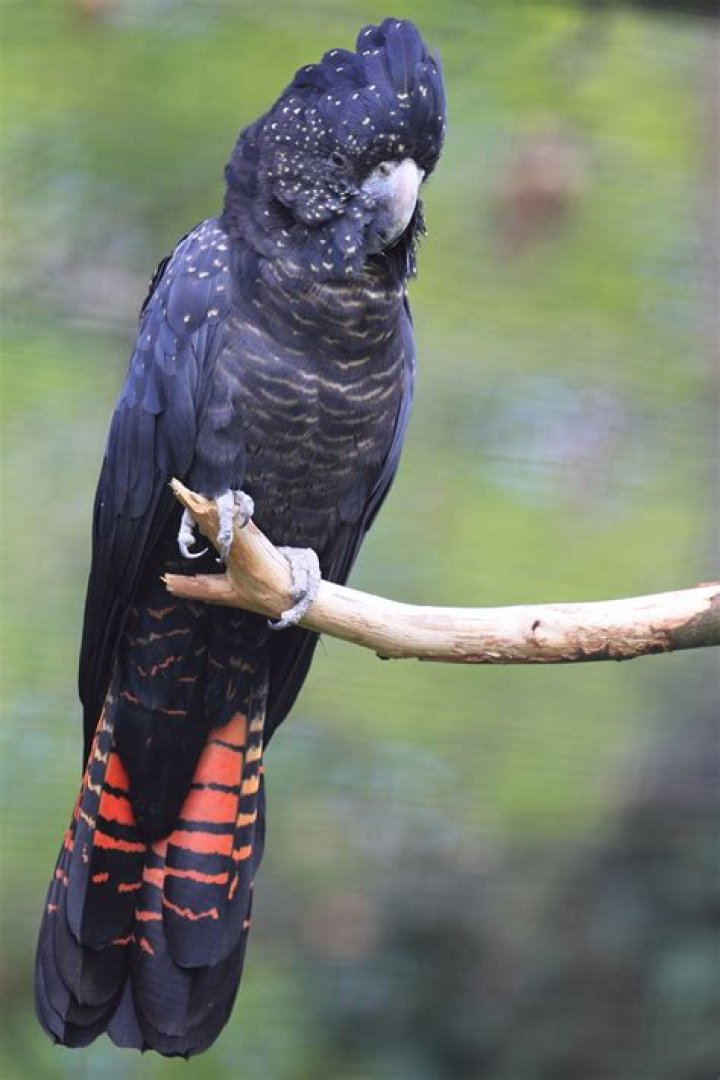 Can you have a black cockatoo as a pet?