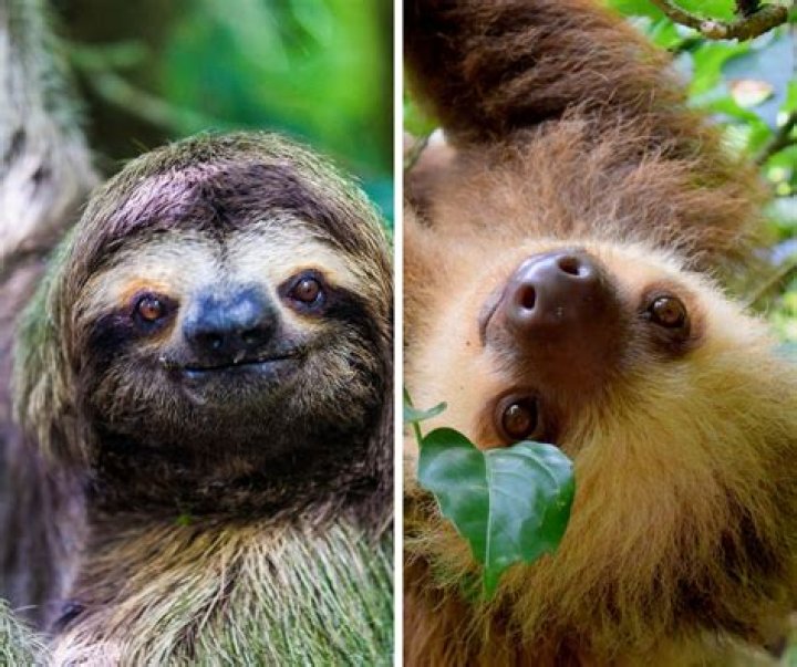 Can you have a two toed sloth as a pet?