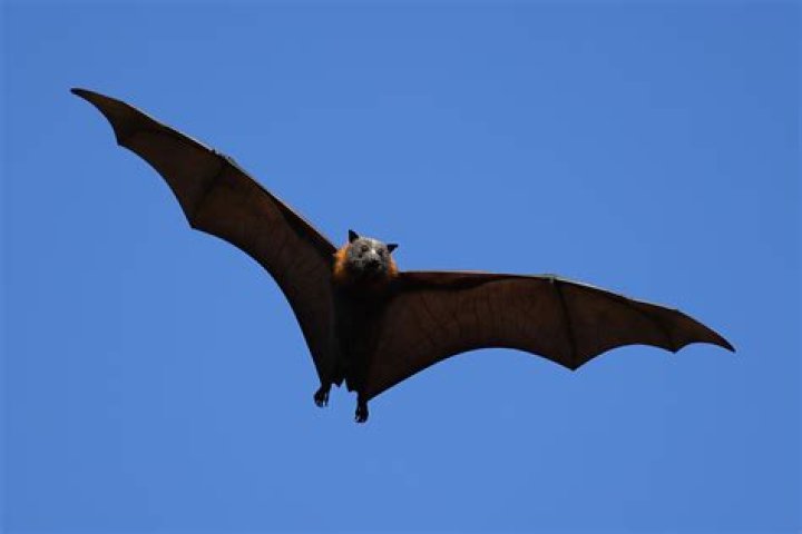 Can you own a flying fox bat?