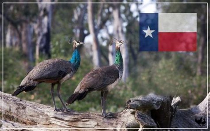 Can you own a peacock in NSW?