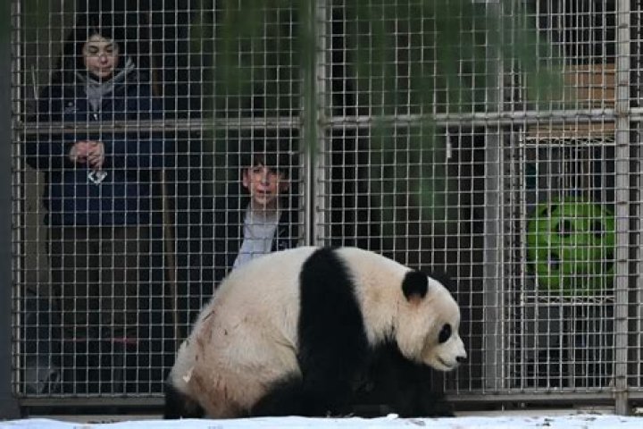 Can you see pandas at the Atlanta Zoo?