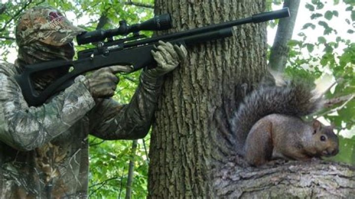 Can you shoot squirrels with BB gun?
