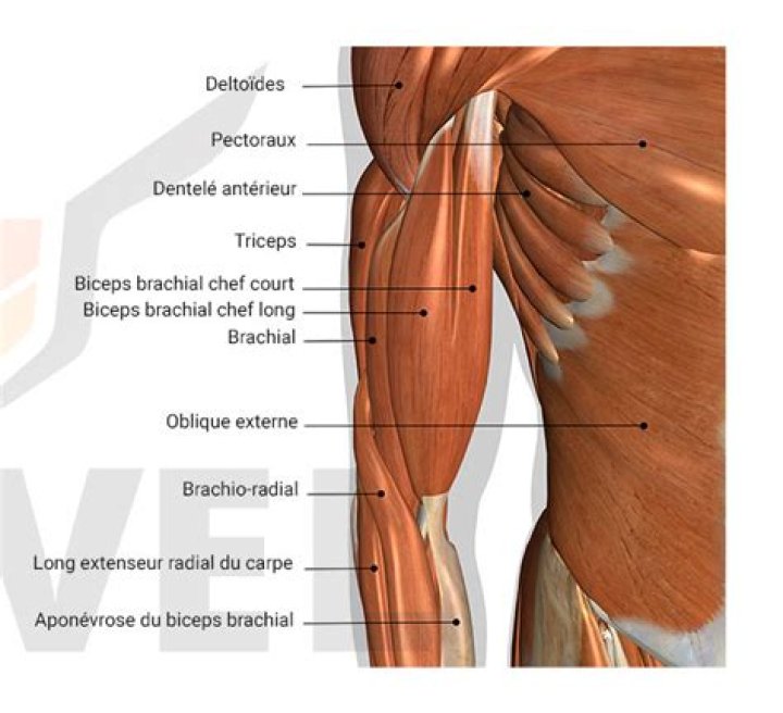 Comment travailler les 3 muscles du biceps?