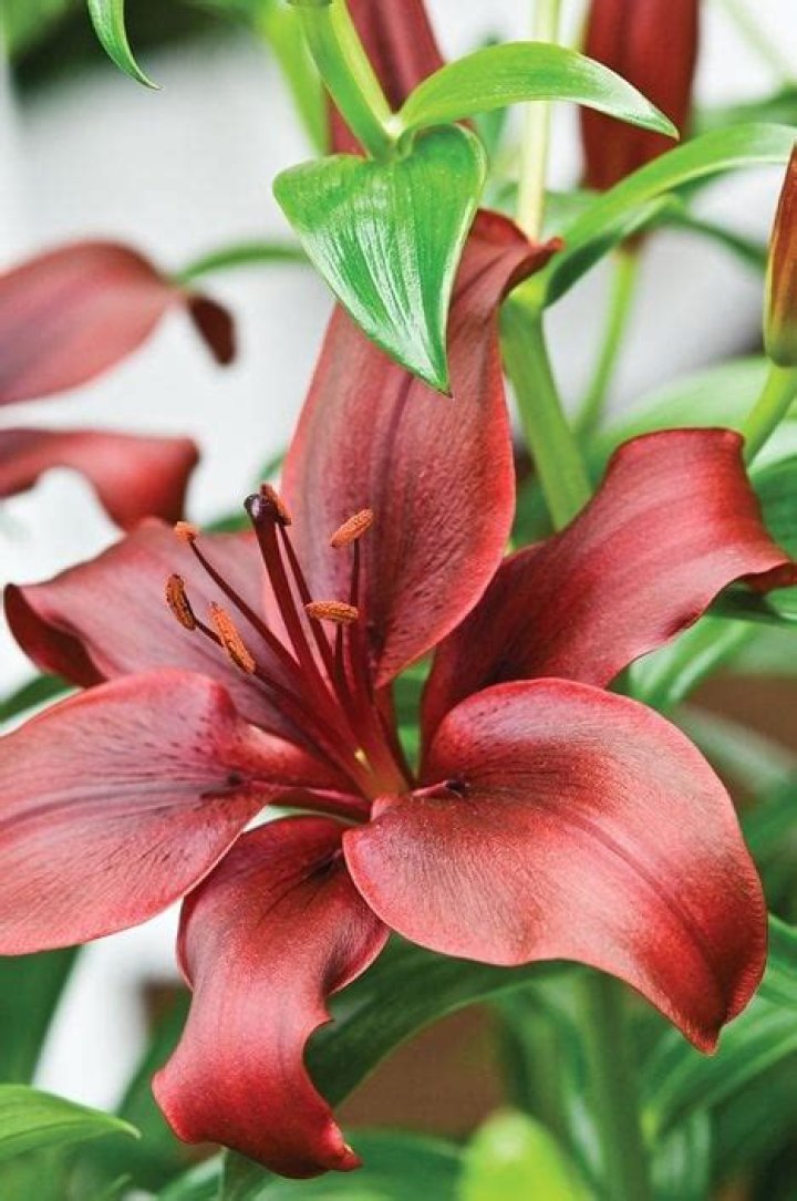 Do Asiatic lilies need sun or shade?