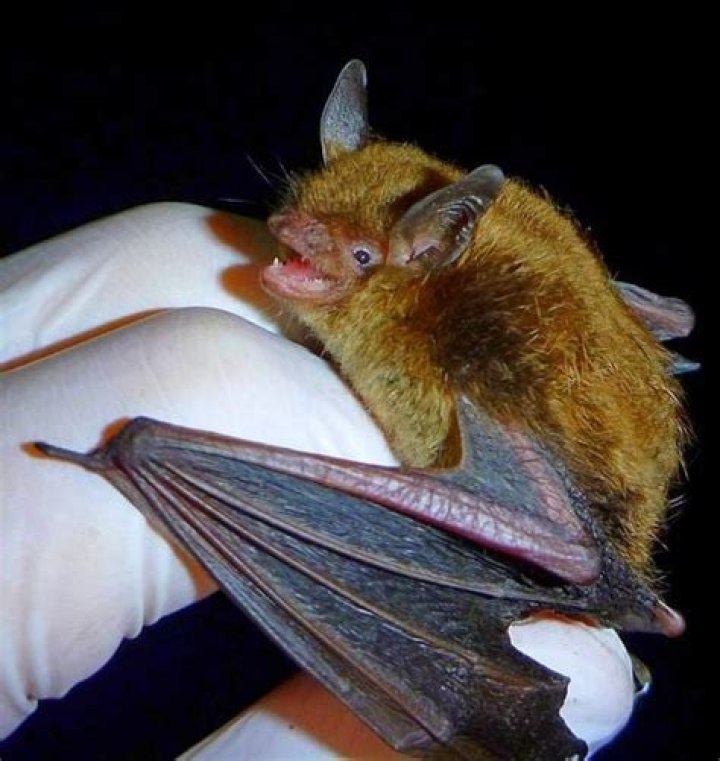 Do bats eat mosquitoes?