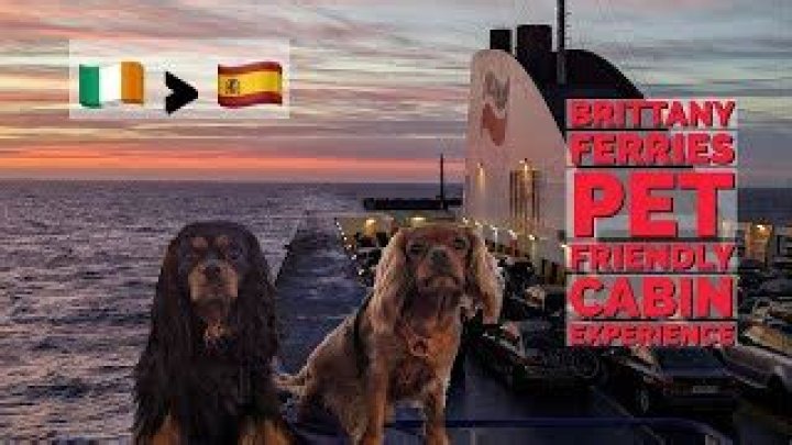 Do Brittany Ferries allow dogs?