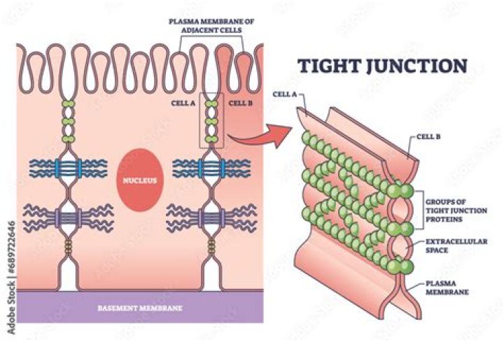 Do endothelial cells have tight junctions?