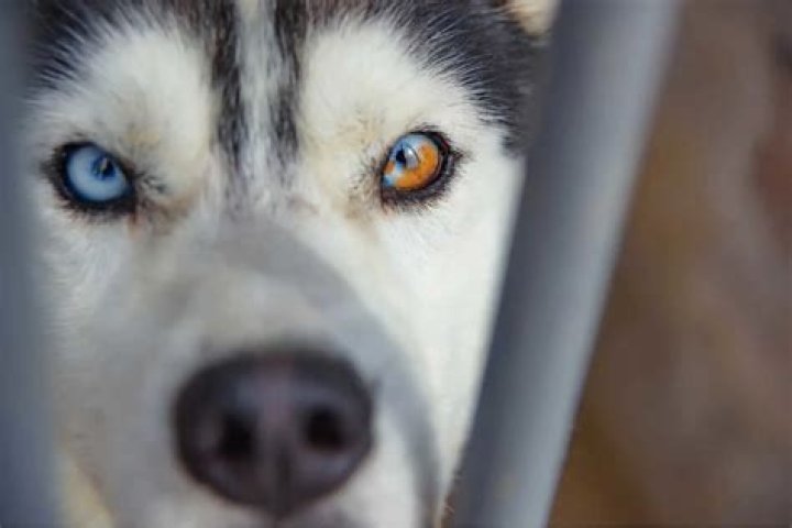 Do Huskies with blue eyes have problems?