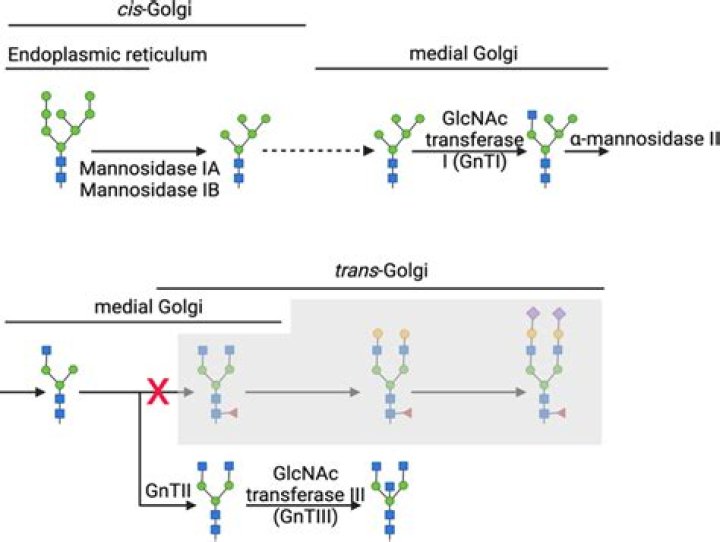 Do insect cells glycosylation?