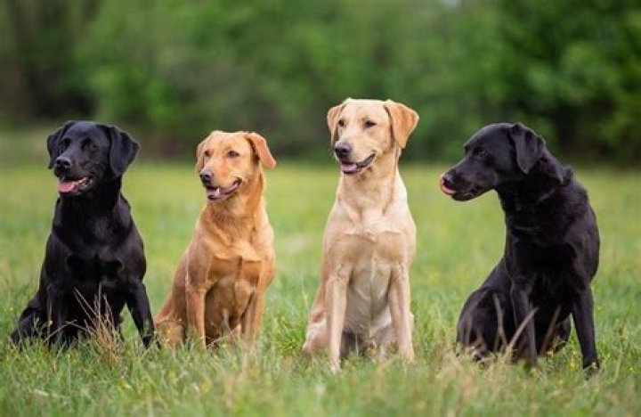 Do Labradors have a gene missing?