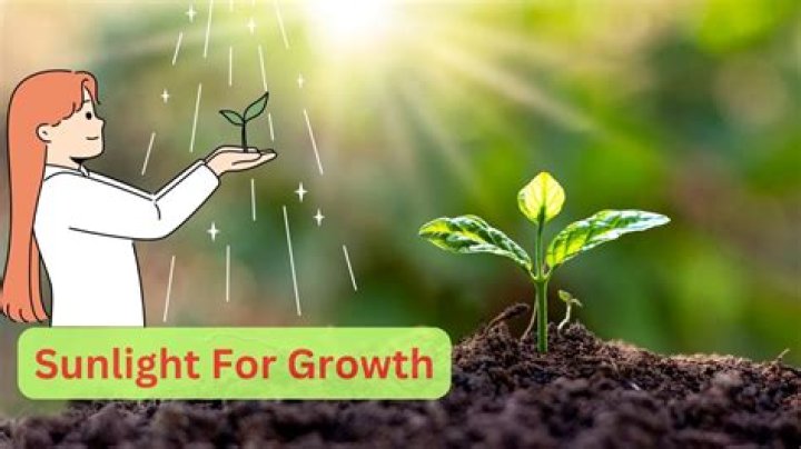 Do Plants grow faster in artificial light or sunlight?