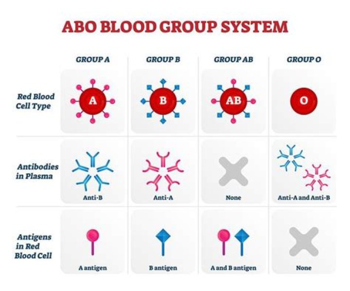 Do rats have blood group?