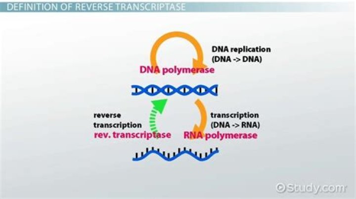 Do retroviruses contain transcriptase?