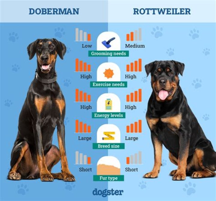 Do Rottweilers shed more than Dobermans?